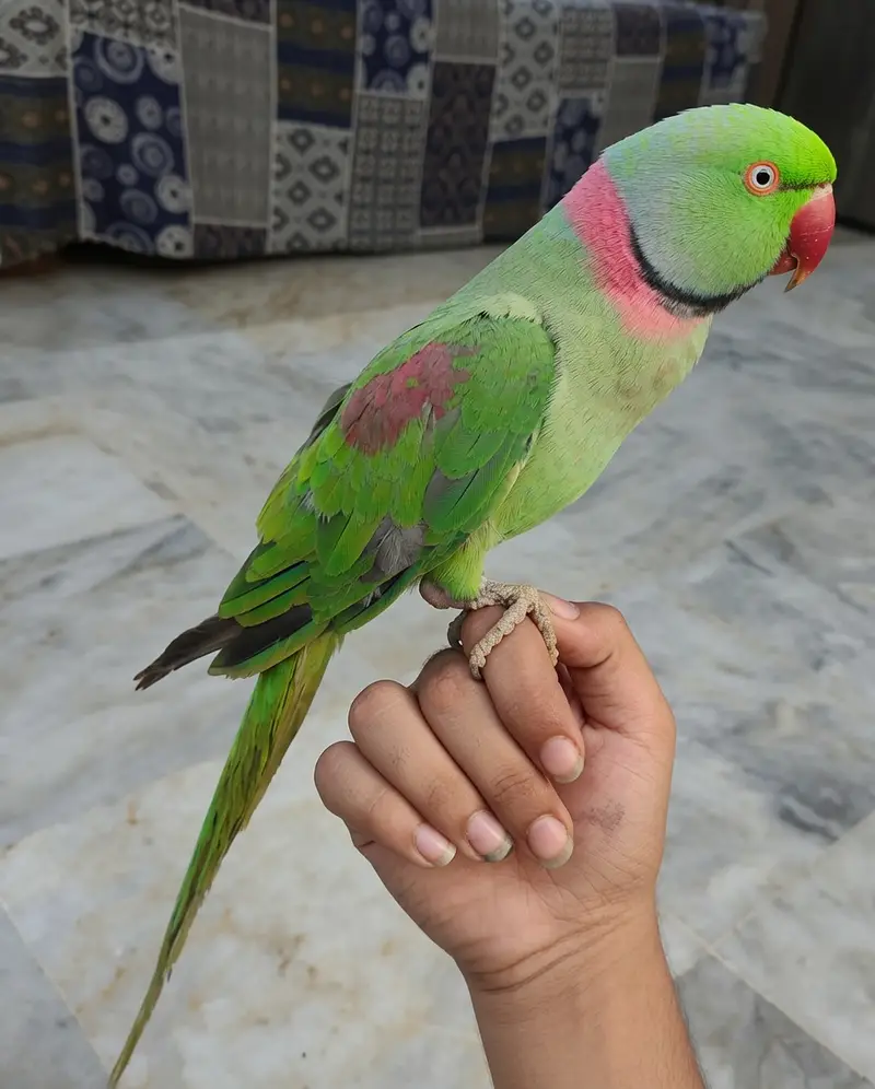 Raw Green Parrot for Sale | Hand Tame | Healthy & Active | Cage & Nest