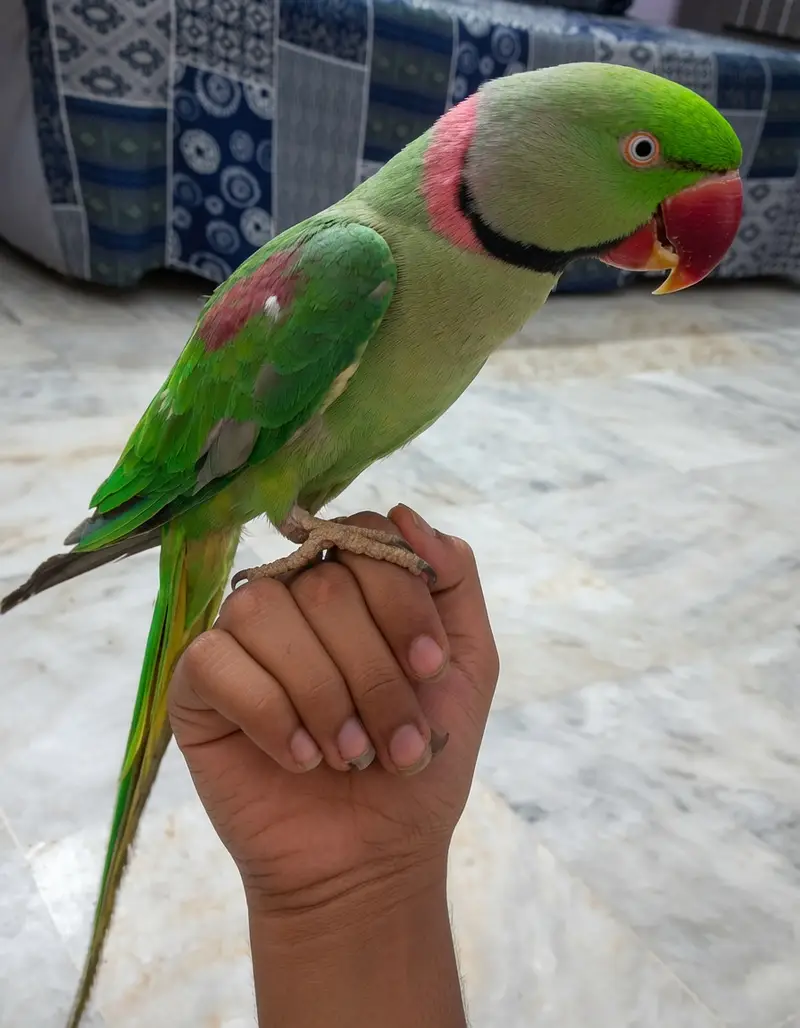 Raw Green Parrot for Sale | Hand Tame | Healthy & Active | Cage & Nest — photo 2