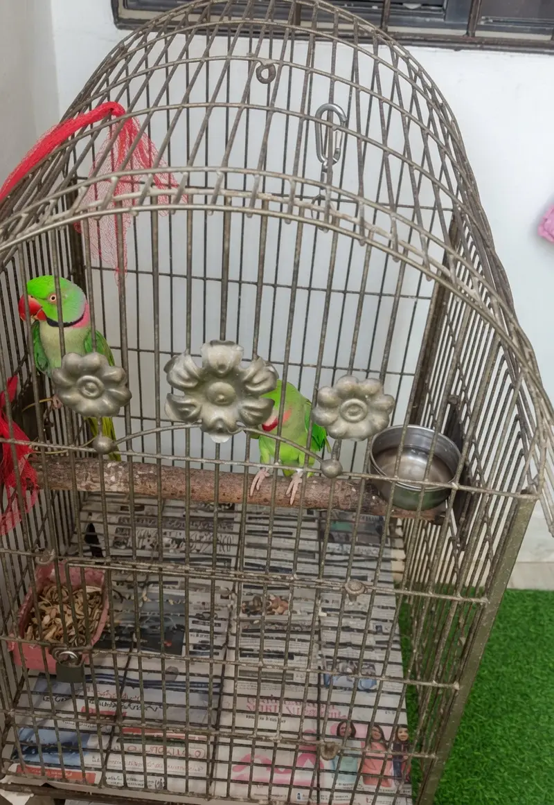 Raw Green Parrot for Sale | Hand Tame | Healthy & Active | Cage & Nest — photo 5