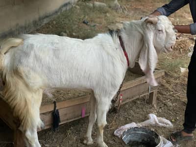 Goat , Breeder 4 dant Gulabi (Beetal)