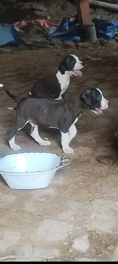 pak bully pups