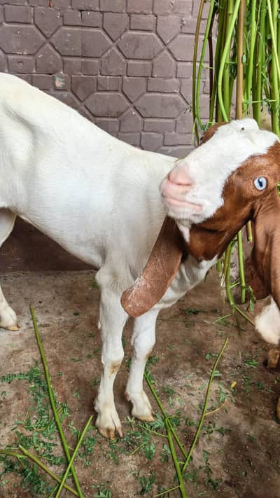  Healthy Gulabi Female Goat | 5 Months | Beautiful Blue Eyes |