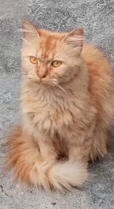 fully trained double coat adult female doll face cat