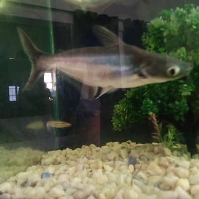 Blue line shark size 1ft h full active