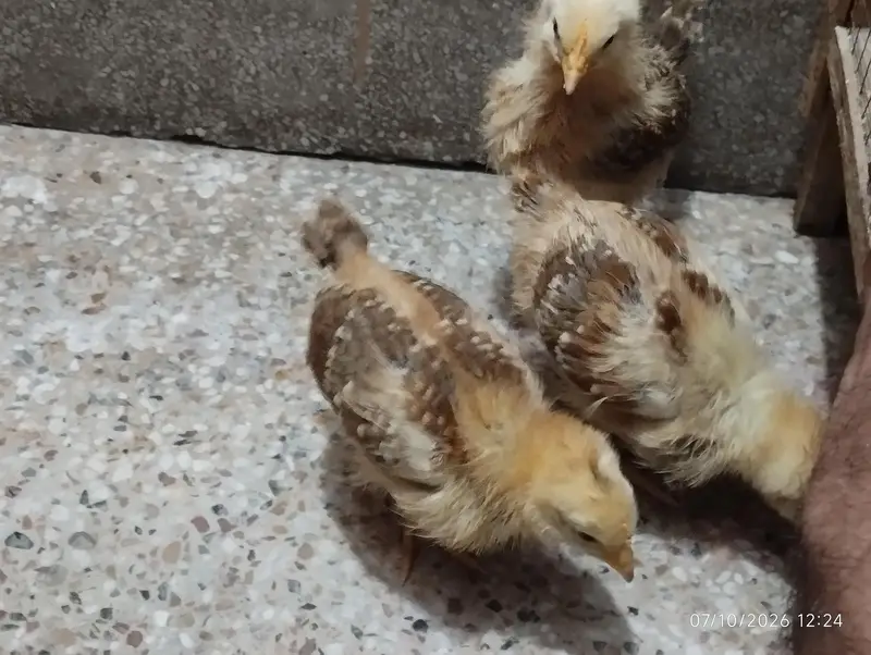 lohman brown home chicks