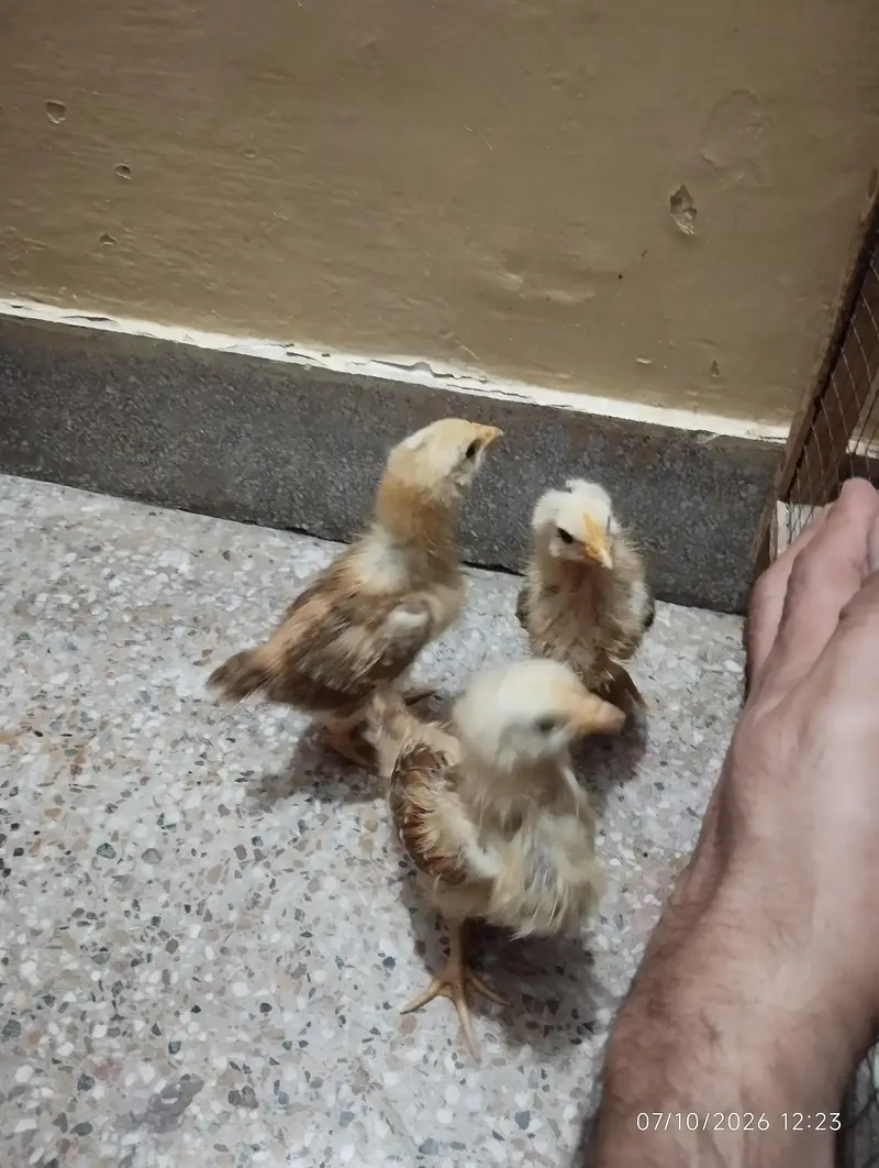 lohman brown home chicks — photo 2