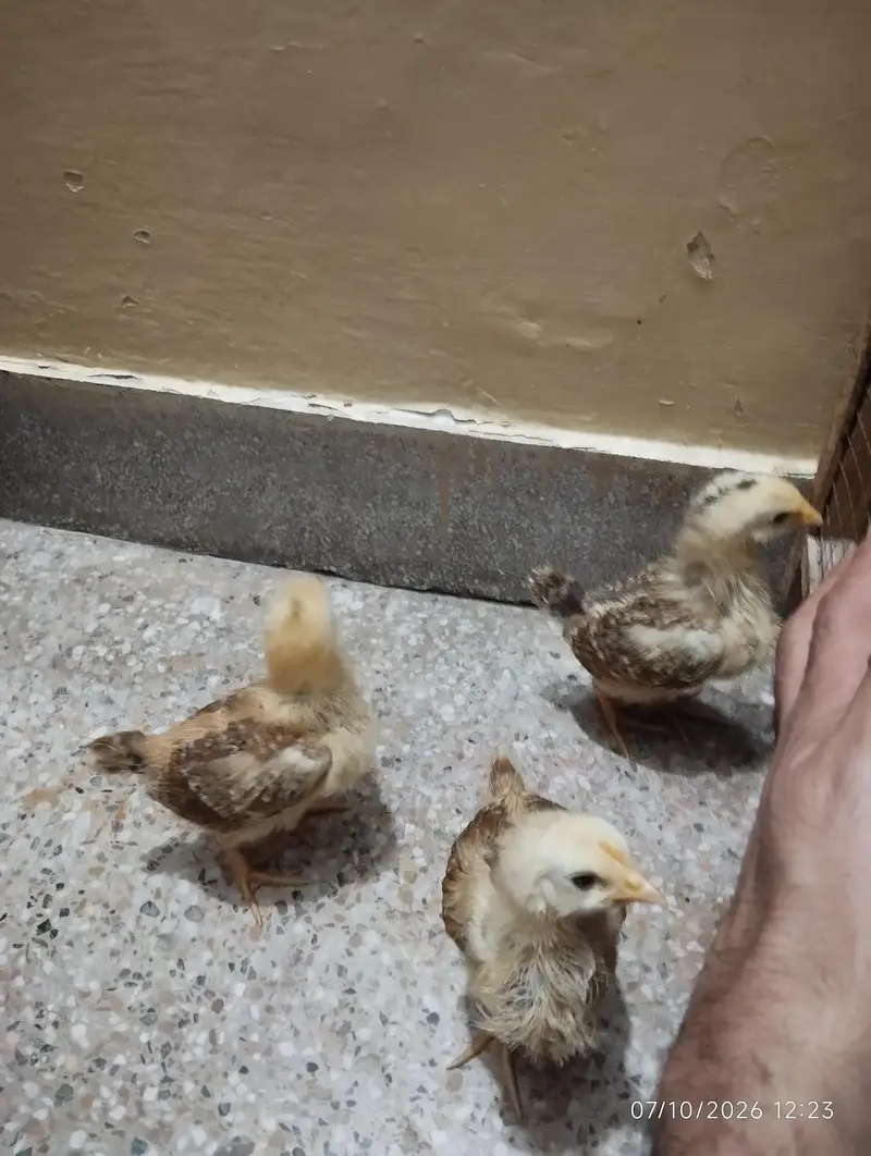 lohman brown home chicks — photo 3