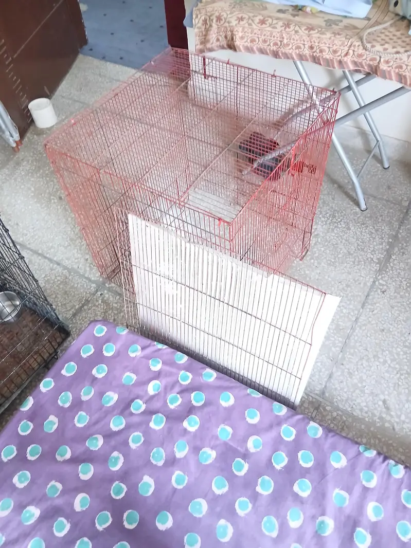 2 Cages — photo 7
