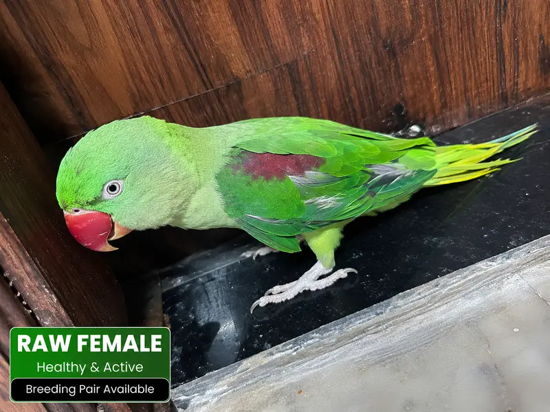 Raw Green Parrot for Sale | Hand Tame | Healthy & Active | Cage & Nest — photo 3