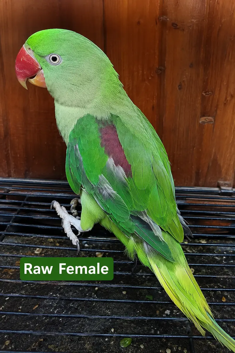 Raw Green Parrot for Sale | Hand Tame | Healthy & Active | Cage & Nest — photo 4