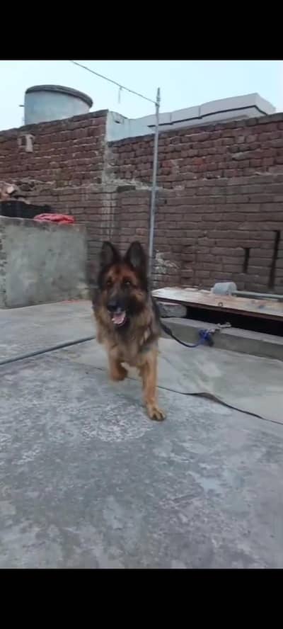 gsd long coat female for sale