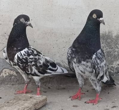 All breeder Set up for sale pigeon kabutar