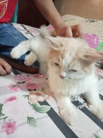 beautiful persian cat for sale - vaccinated