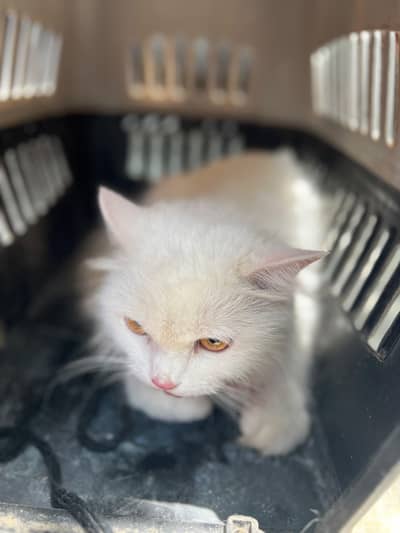 Persian cat