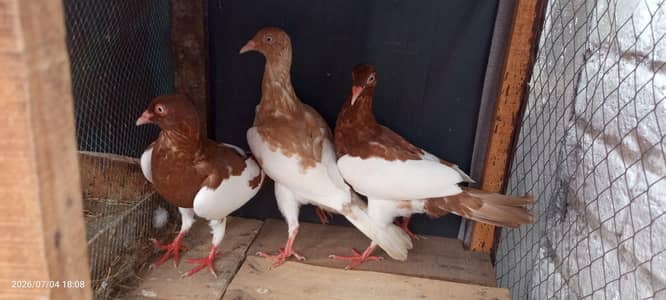 3 Healthy Danish Pigeons for Sale | Rs. 8,000