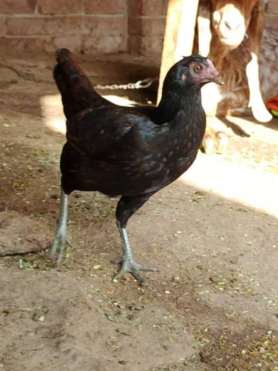 Aseel beautiful female urgent sale egg laying