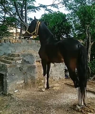 for sale