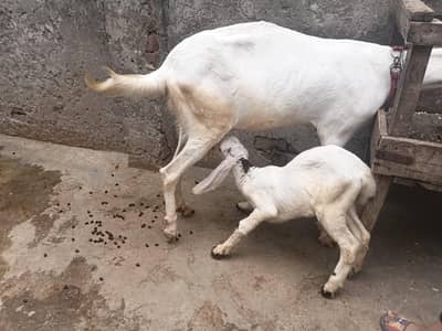 Rajan puri cros with baby female. 0308 8444829