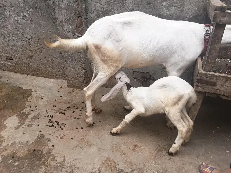 Rajan puri cros with baby female. 0308 8444829