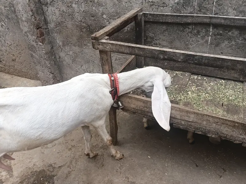 Rajan puri cros with baby female. 0308 8444829 — photo 2