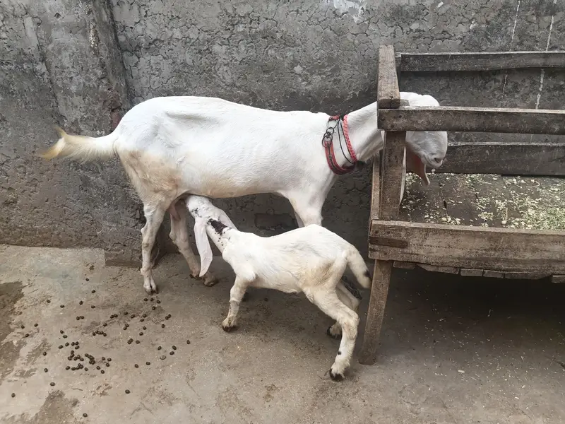 Rajan puri cros with baby female. 0308 8444829 — photo 3