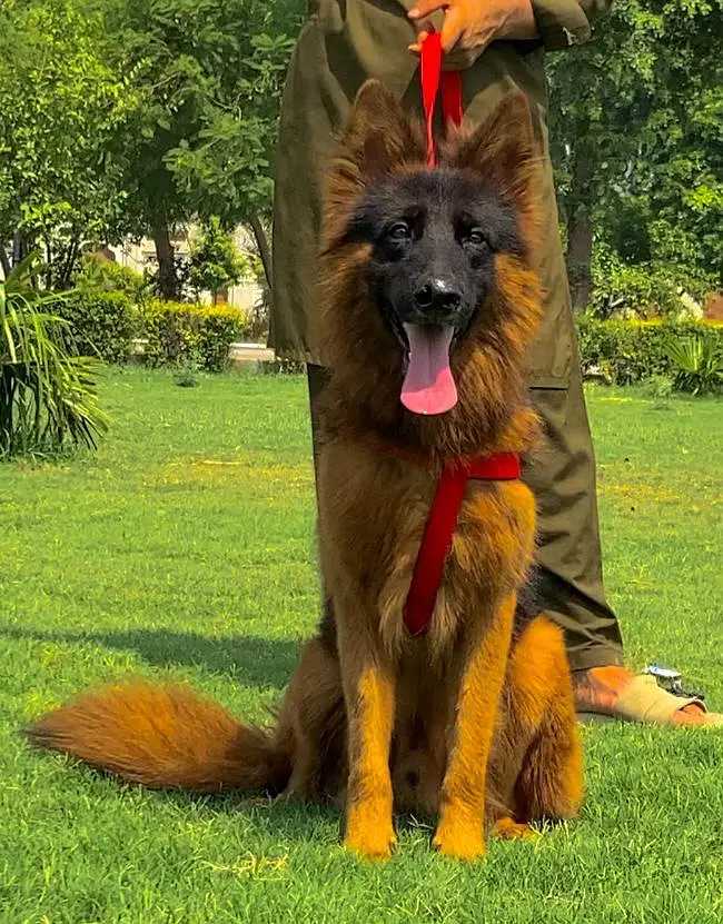 German Shepherd double coat 7months for sale