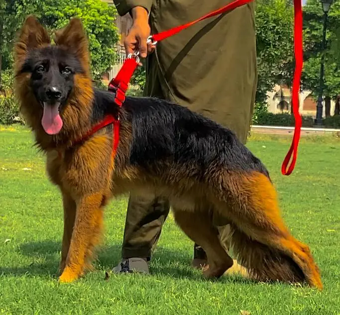 German Shepherd double coat 7months for sale — photo 2