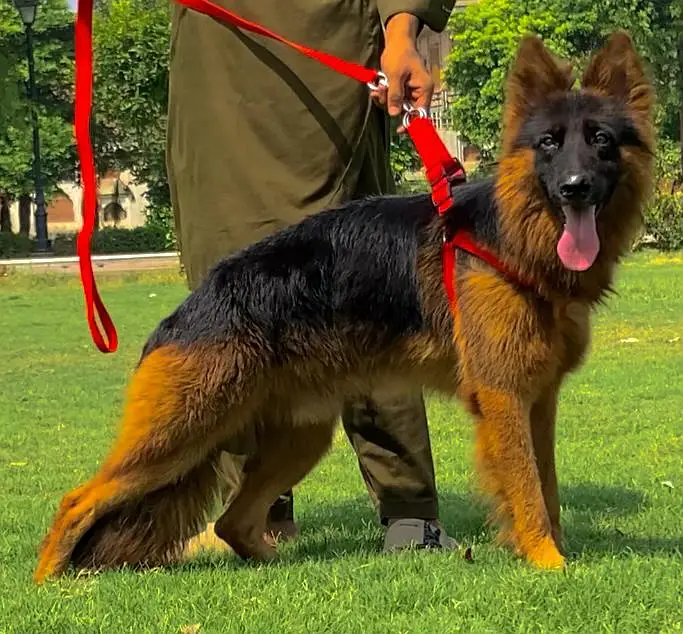 German Shepherd double coat 7months for sale — photo 3