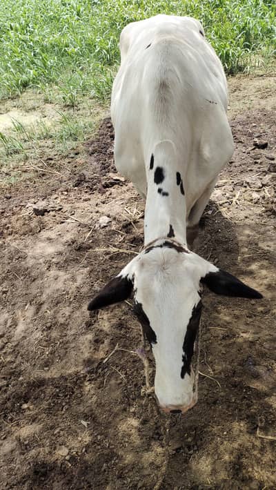 jercy freezen cow
