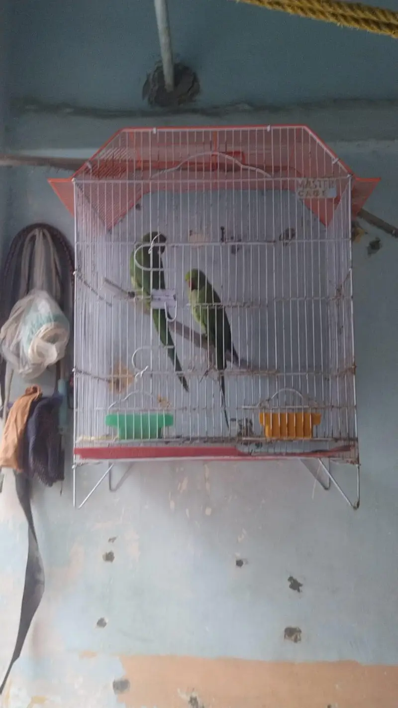 Ringack pair with cage 10000 final — photo 2