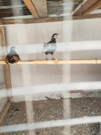 silver and golden sebright