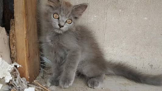 Persian cat