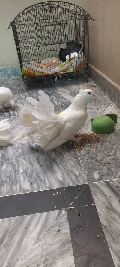 so beautiful pigeon
