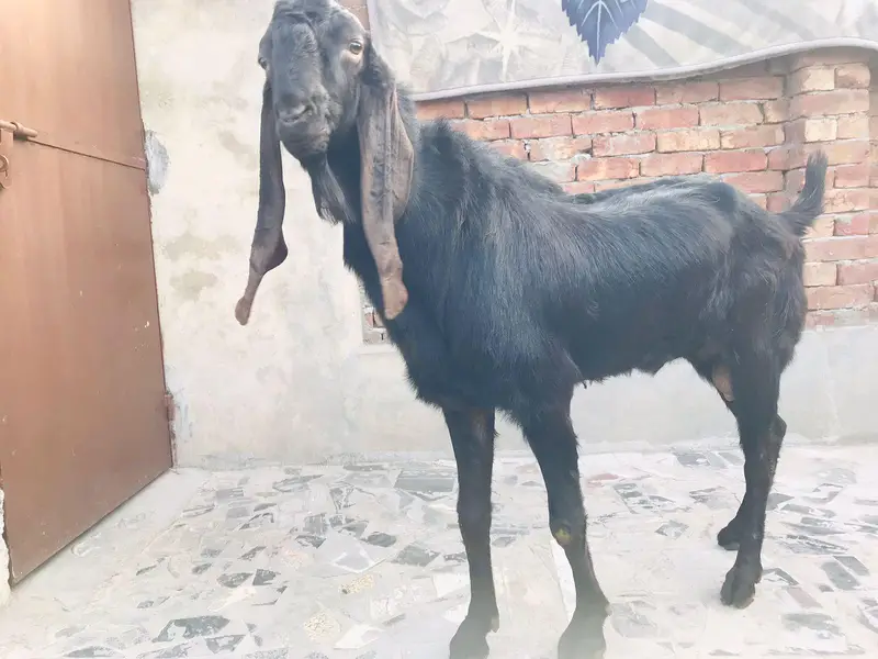 *Pure Black beetal Goat_ Desi bakra | donda | dogla |بکرا*