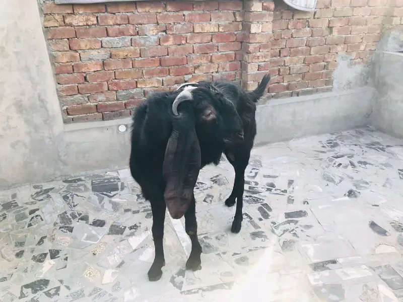 *Pure Black beetal Goat_ Desi bakra | donda | dogla |بکرا* — photo 2