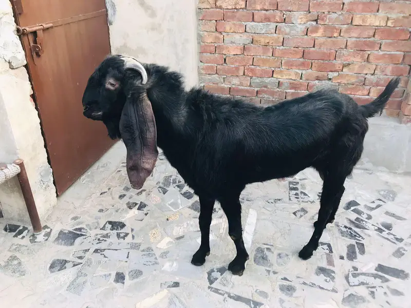 *Pure Black beetal Goat_ Desi bakra | donda | dogla |بکرا* — photo 3