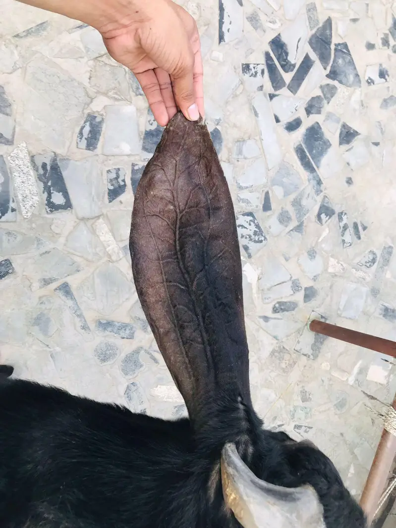 *Pure Black beetal Goat_ Desi bakra | donda | dogla |بکرا* — photo 5