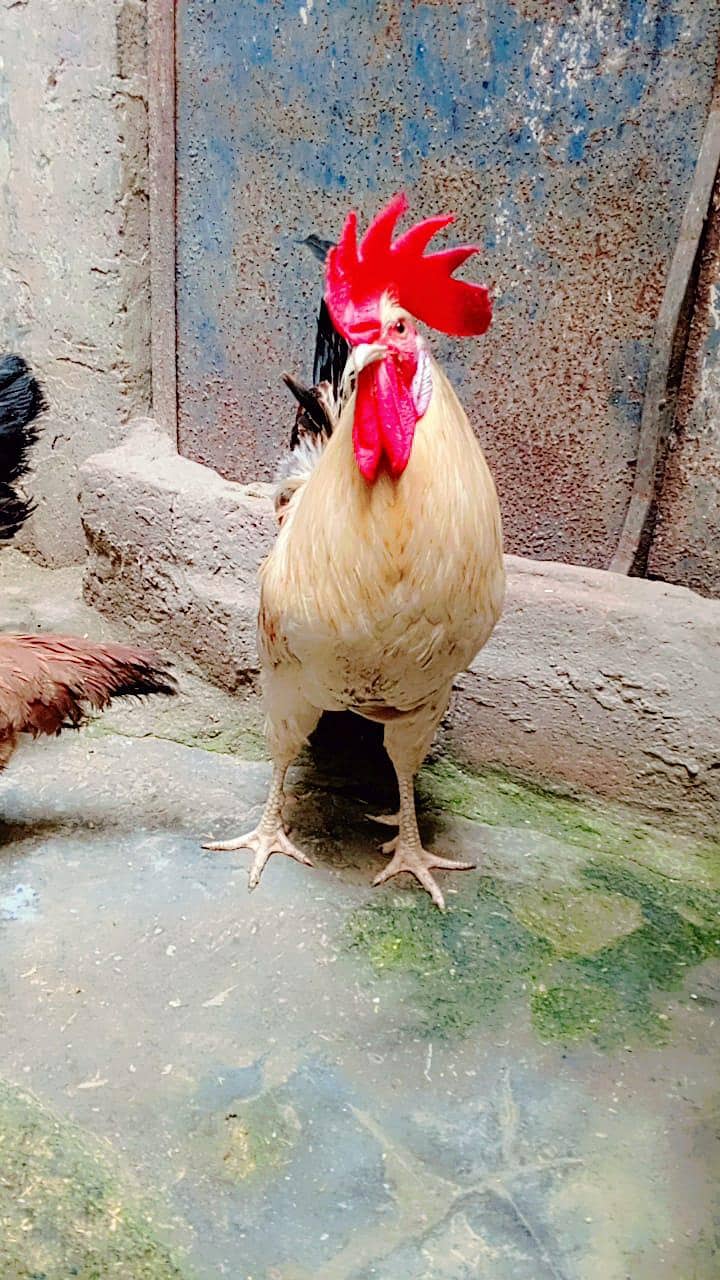 Desi pair 0