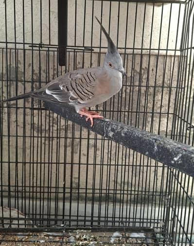 crested dove