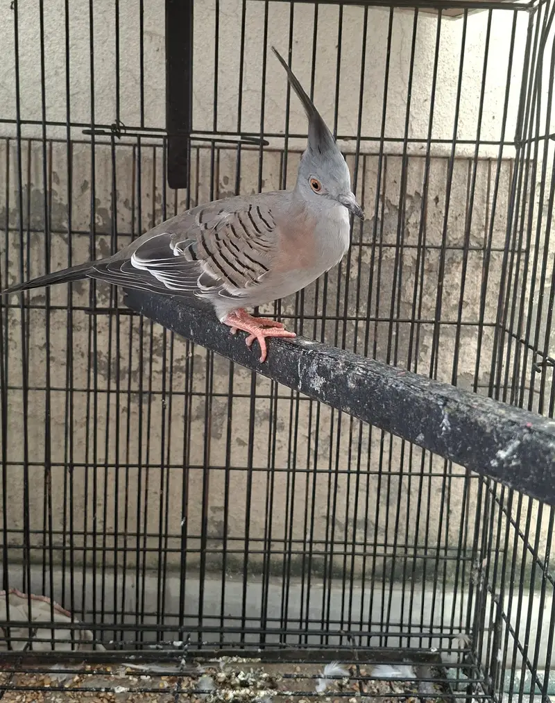 crested dove
