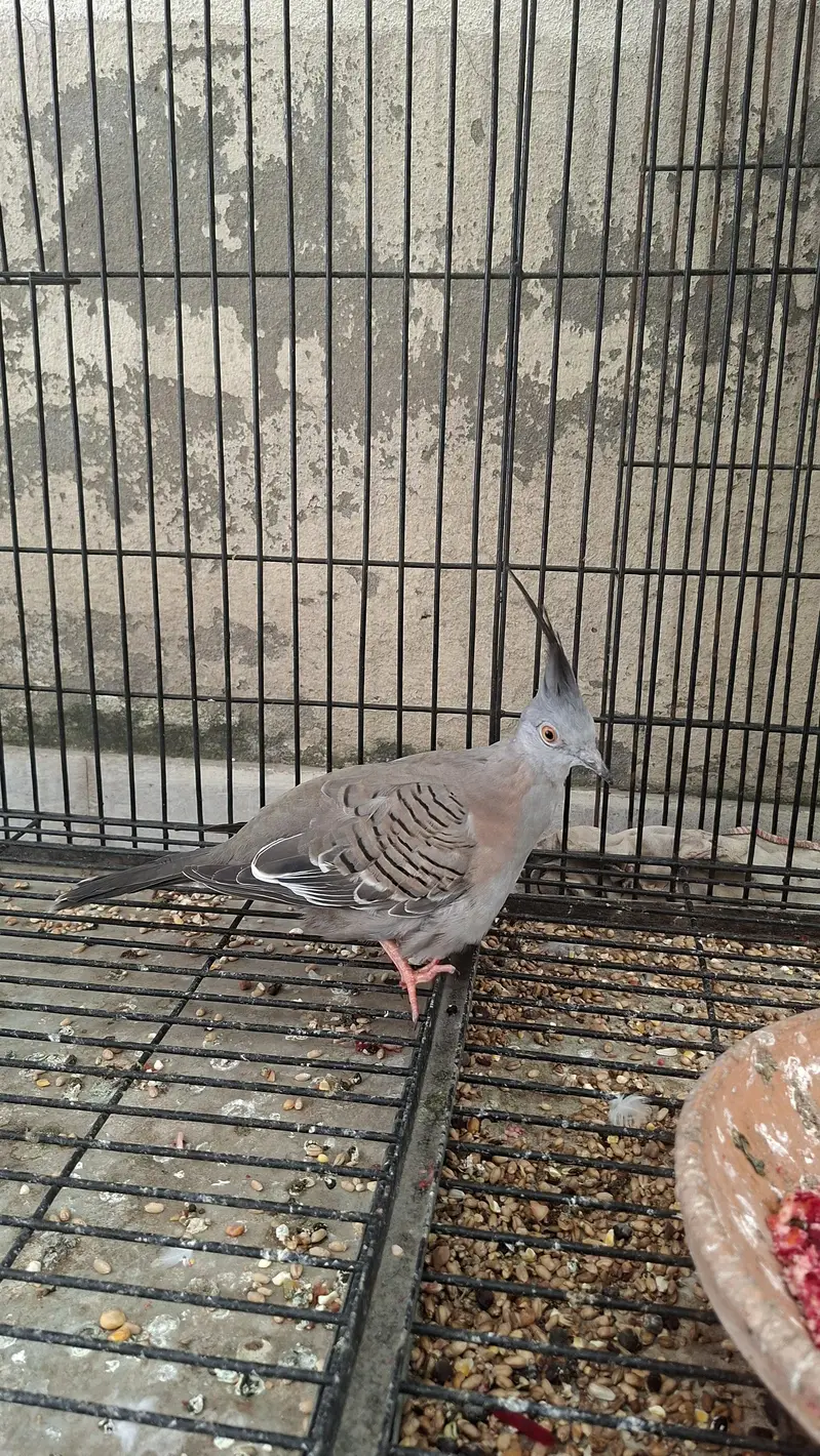 crested dove — photo 2