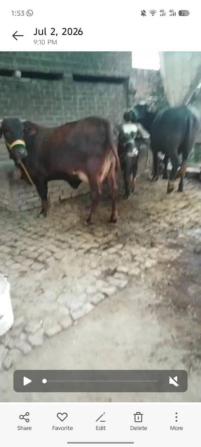 jesrsi sahiwal cholstani cow