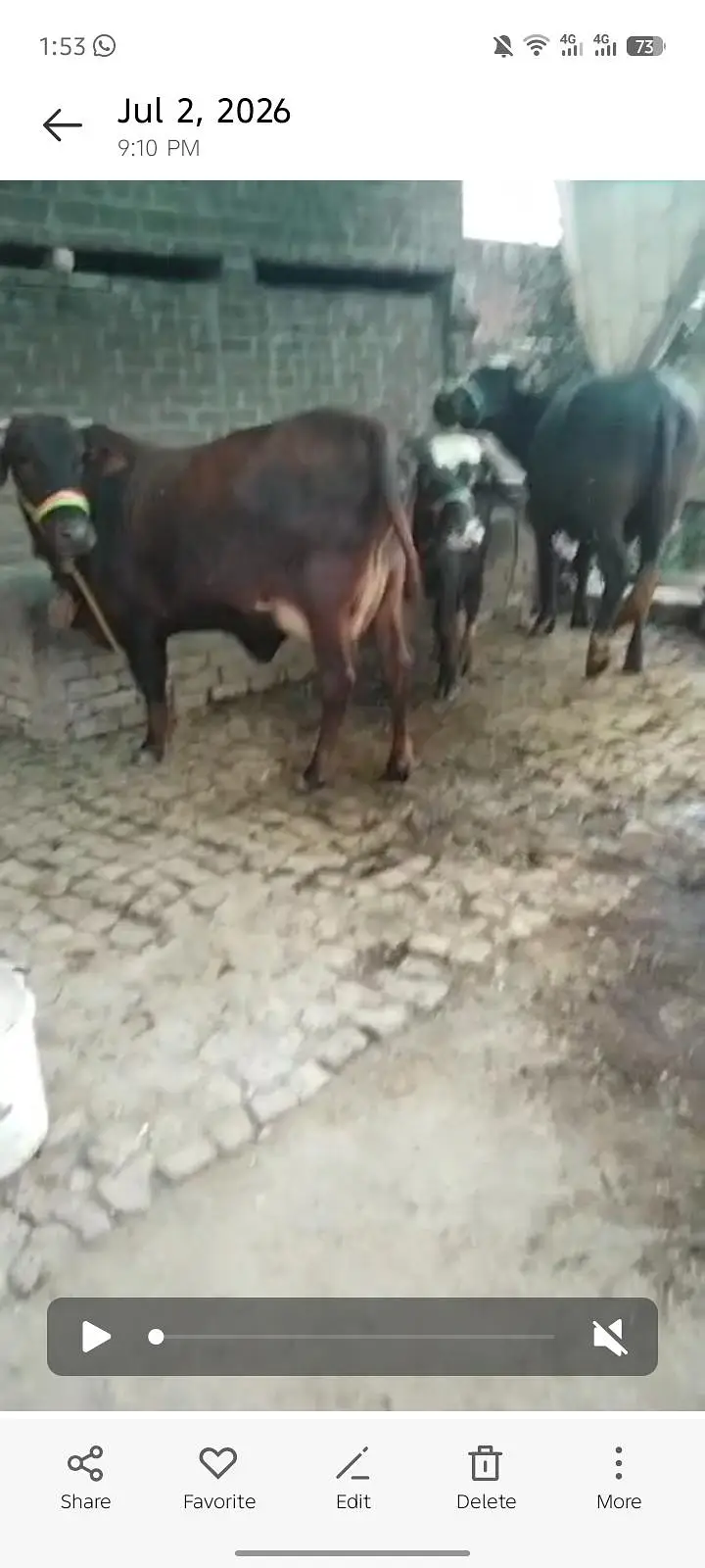 jesrsi sahiwal cholstani cow