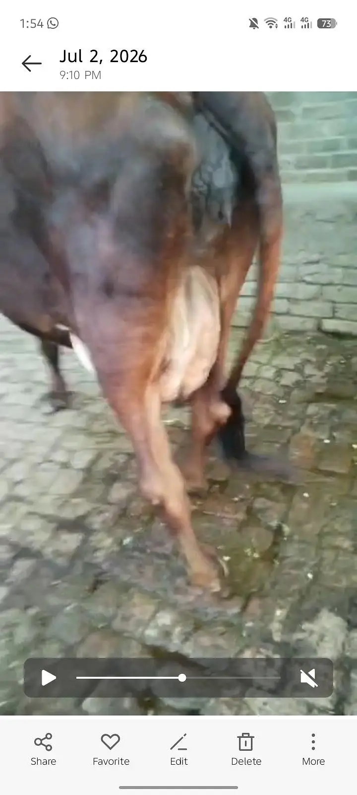 jesrsi sahiwal cholstani cow — photo 2
