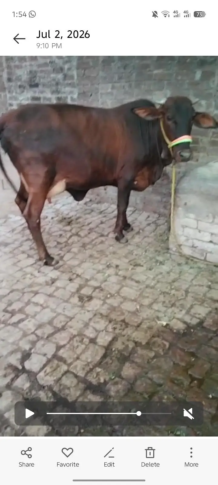 jesrsi sahiwal cholstani cow — photo 3