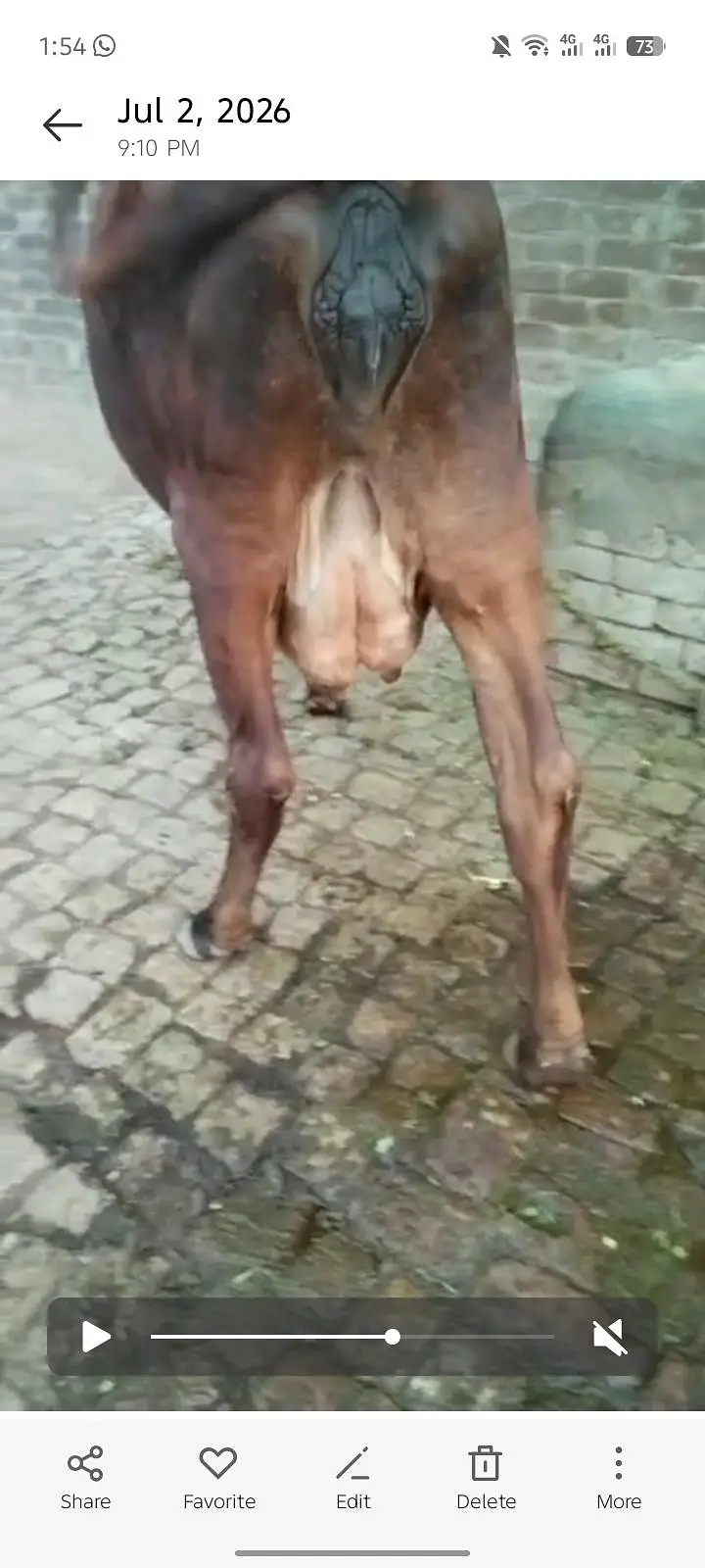jesrsi sahiwal cholstani cow — photo 4