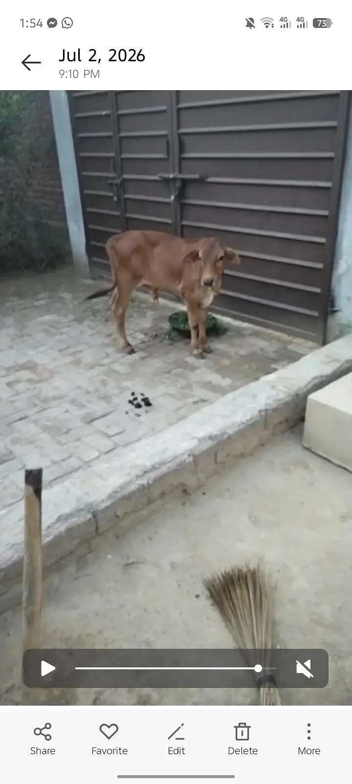 jesrsi sahiwal cholstani cow — photo 5