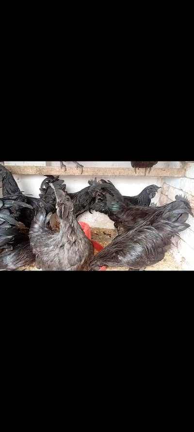 AYYAM CEMANI RARE BREEDER