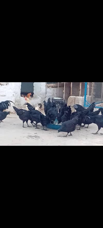 AYYAM CEMANI