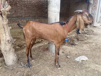 Goats for sale | Bakra |